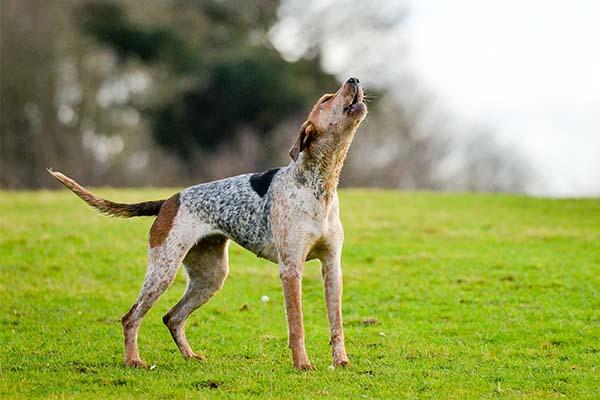 Coonhound anglais américain