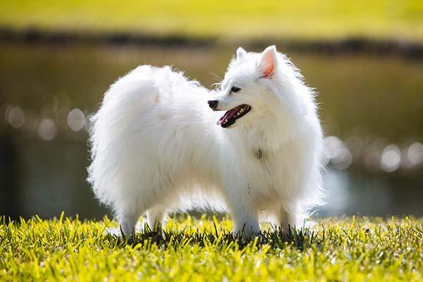 Chien eskimo américain