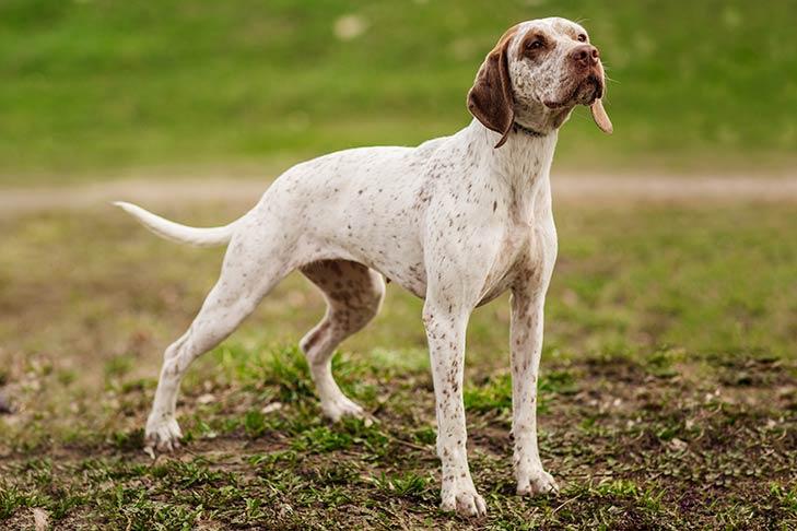 Bourbonnais pointant chien