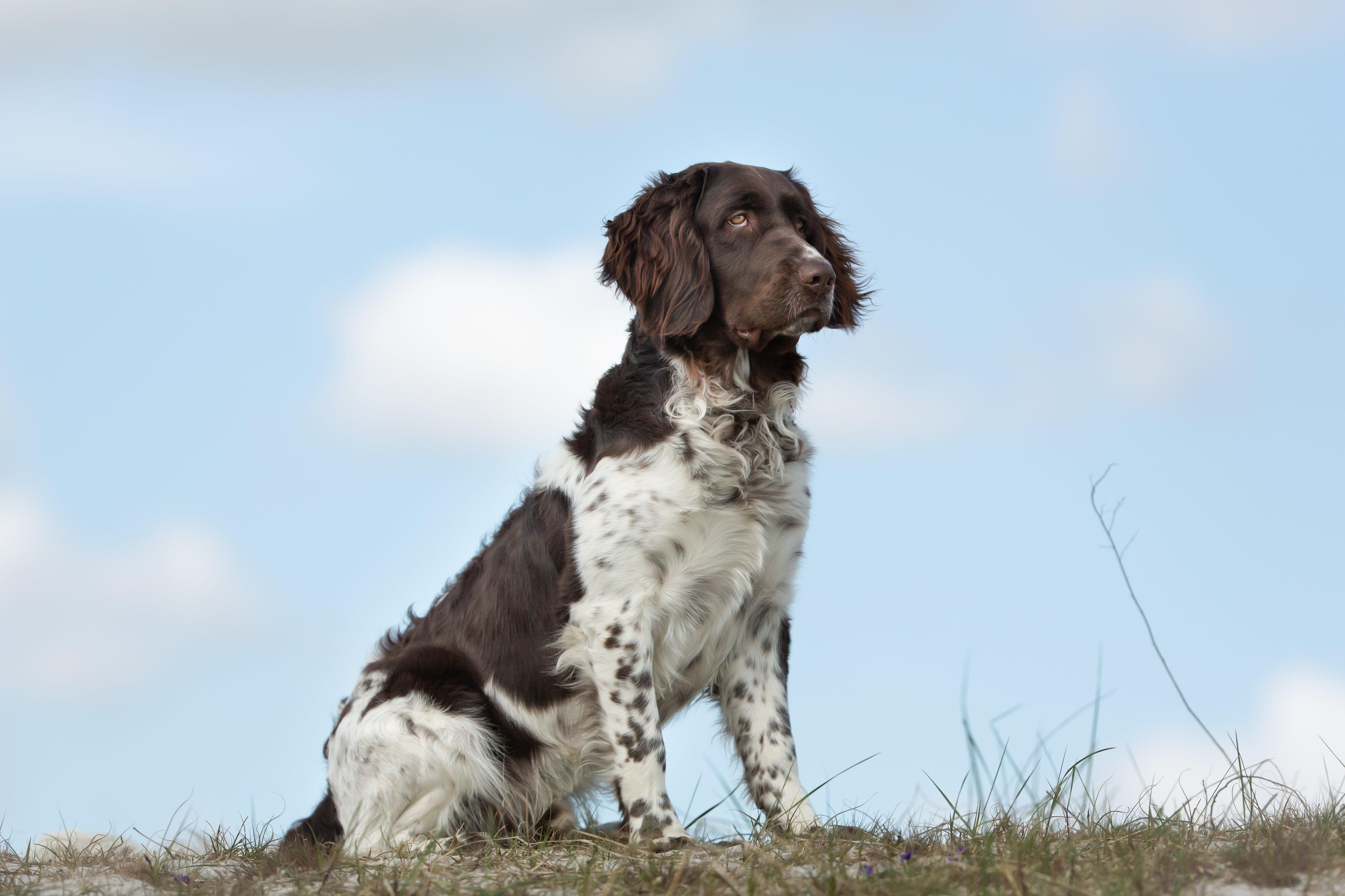 Grosser Munsterlander Vorstehhund