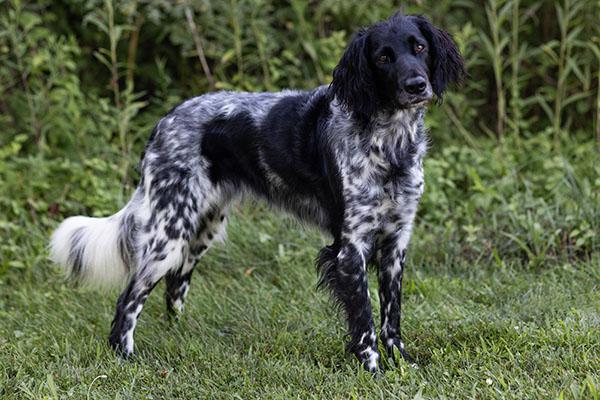 Grand Munsterlander